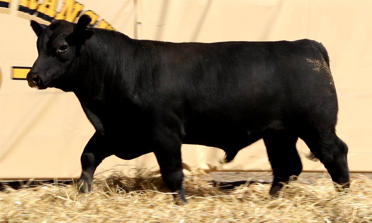 Best Black Bulls